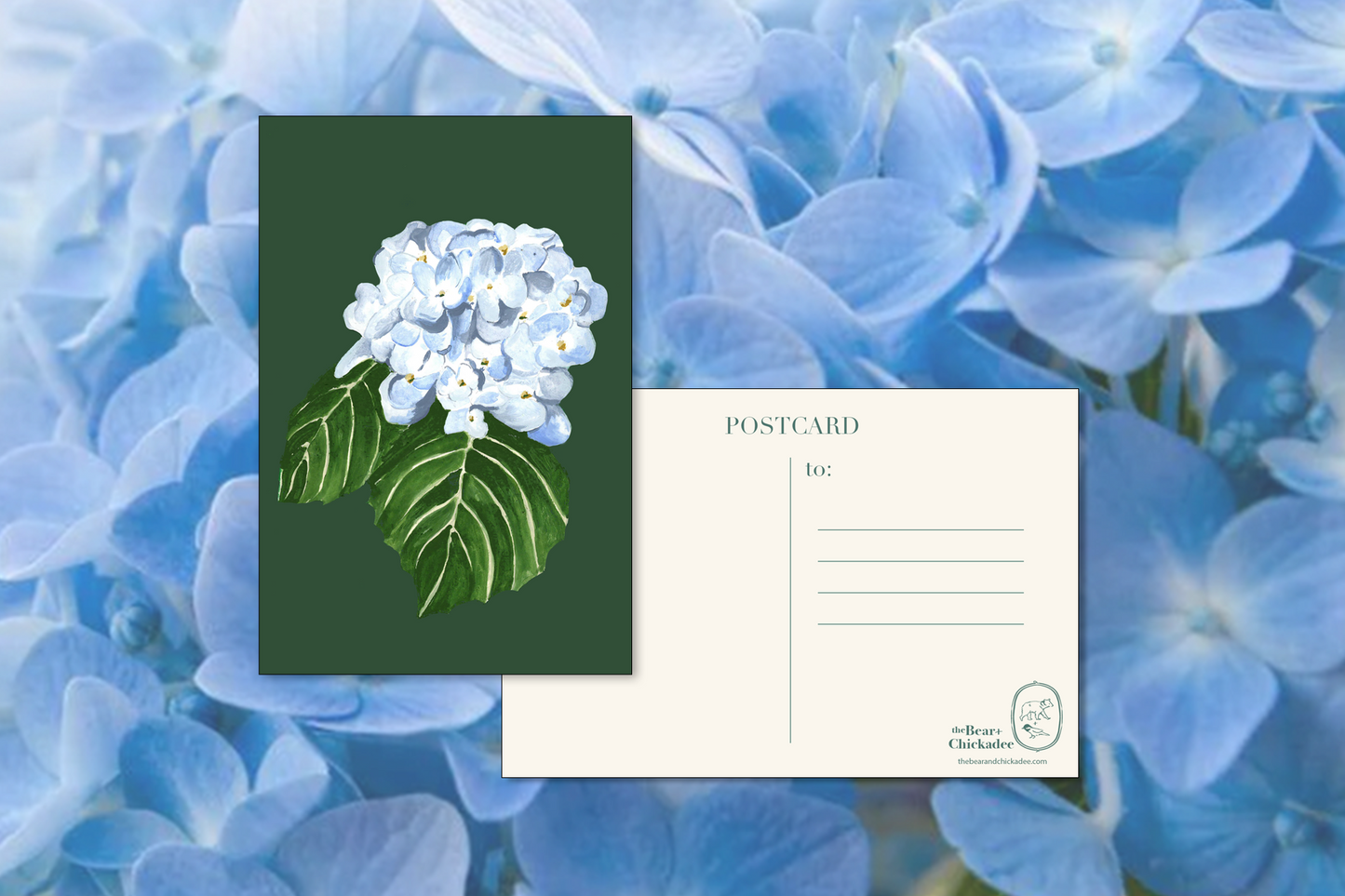 Hydrangea Postcard