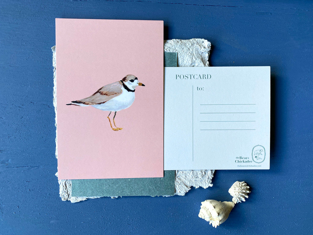 Piping Plover Post Card