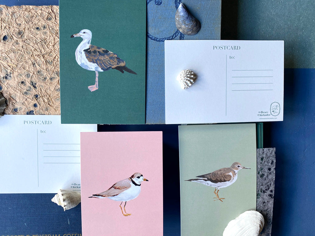 Seagull Post Card