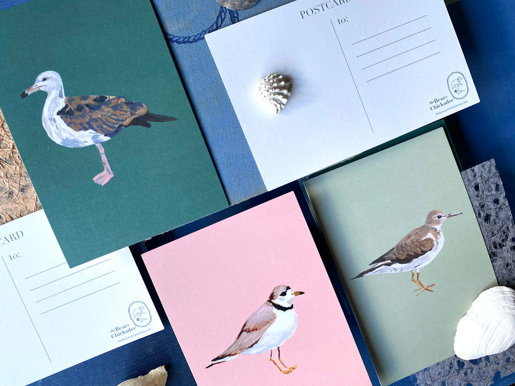 Seagull Post Card