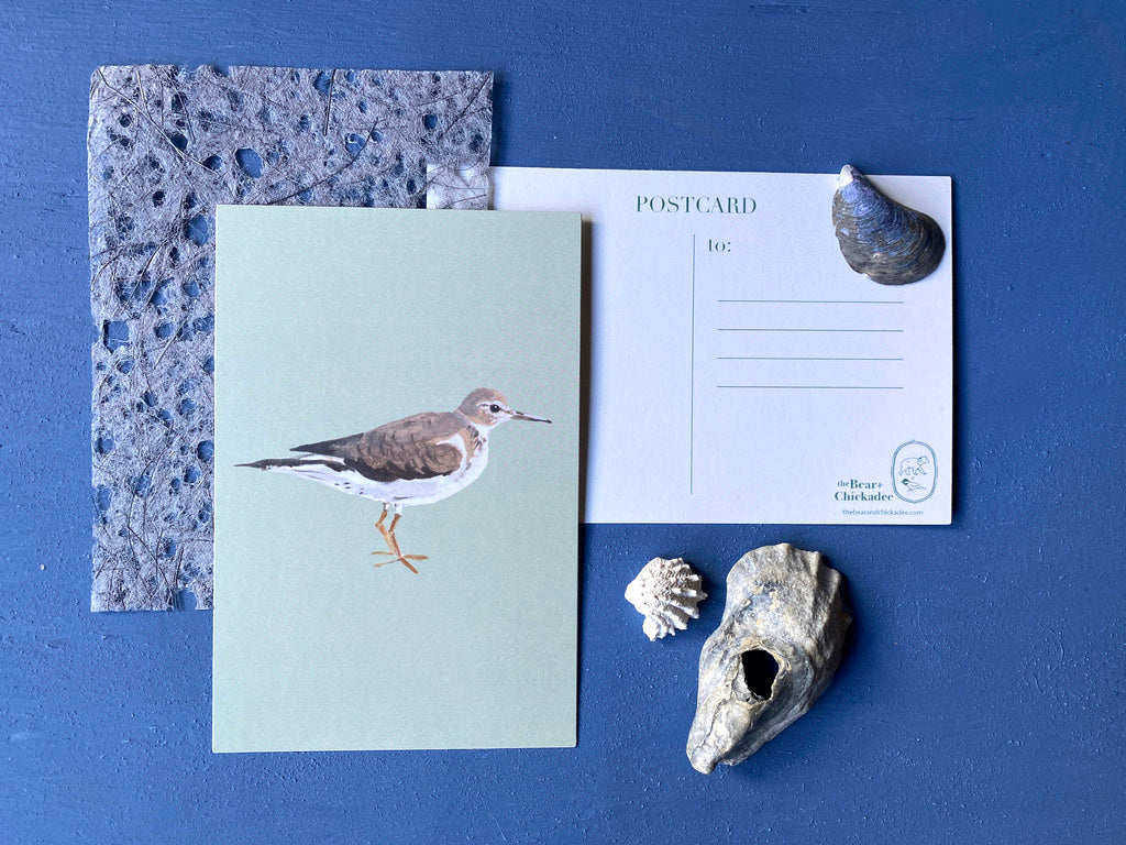 Sandpiper Post Card