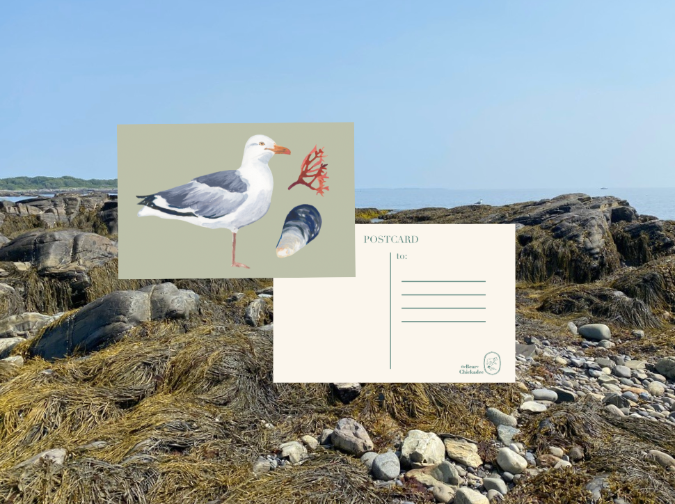 Gull w/ Mussel Post Card