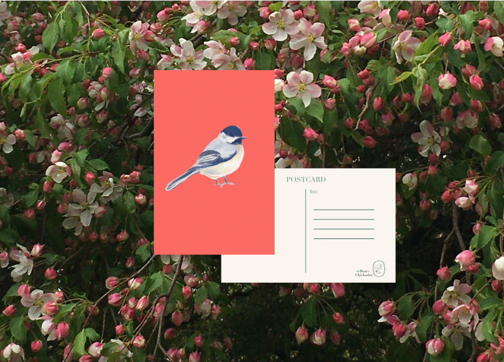 Black-Capped Chickadee Post Card
