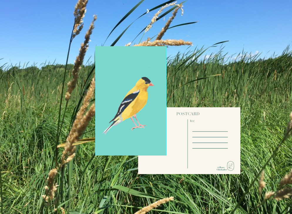 American Goldfinch Post Card