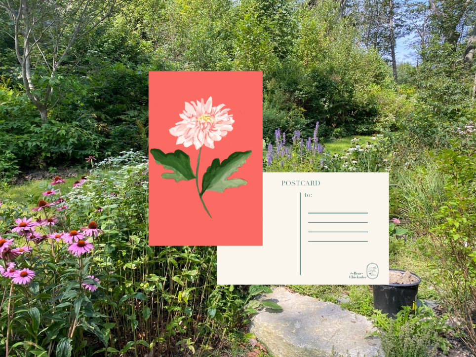 Dahlia Post Card