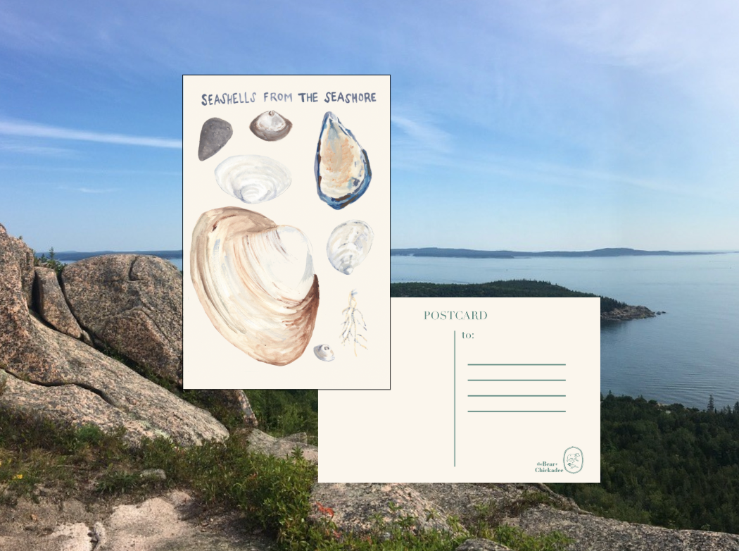 Seashells from the Seashore Post Card