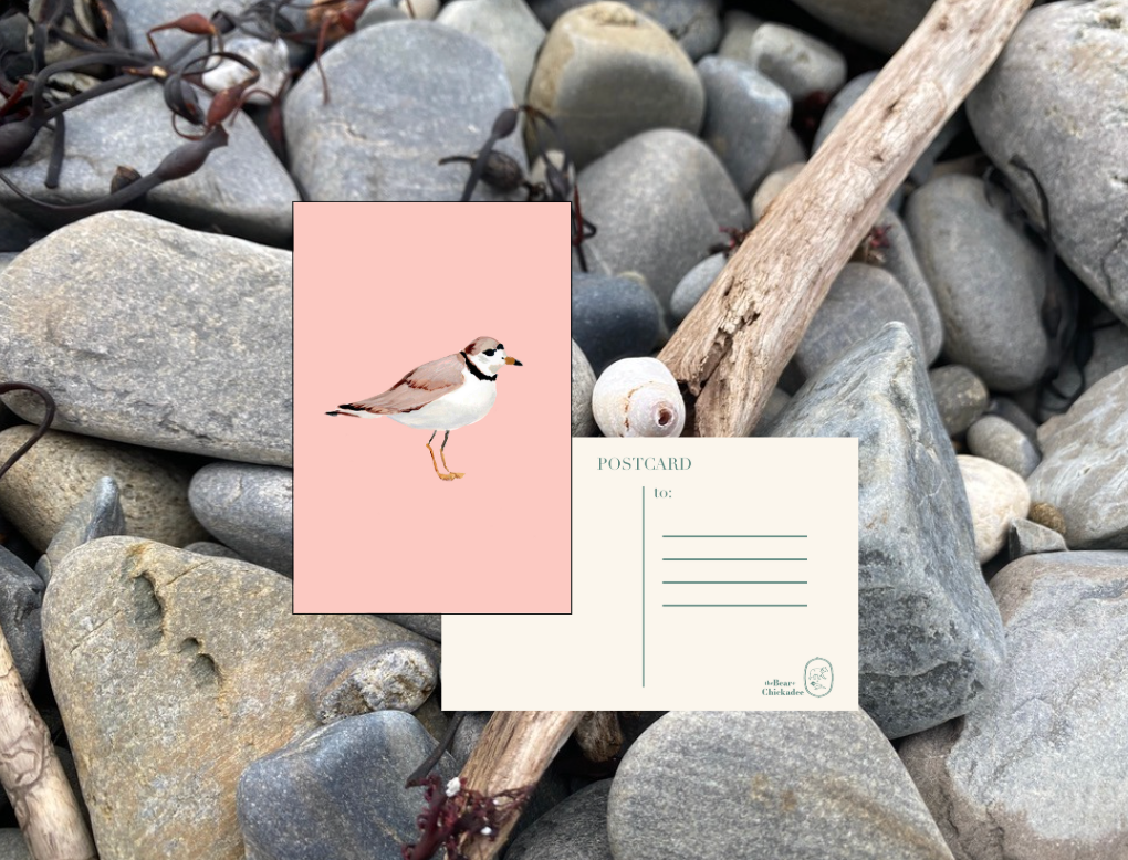 Piping Plover Post Card