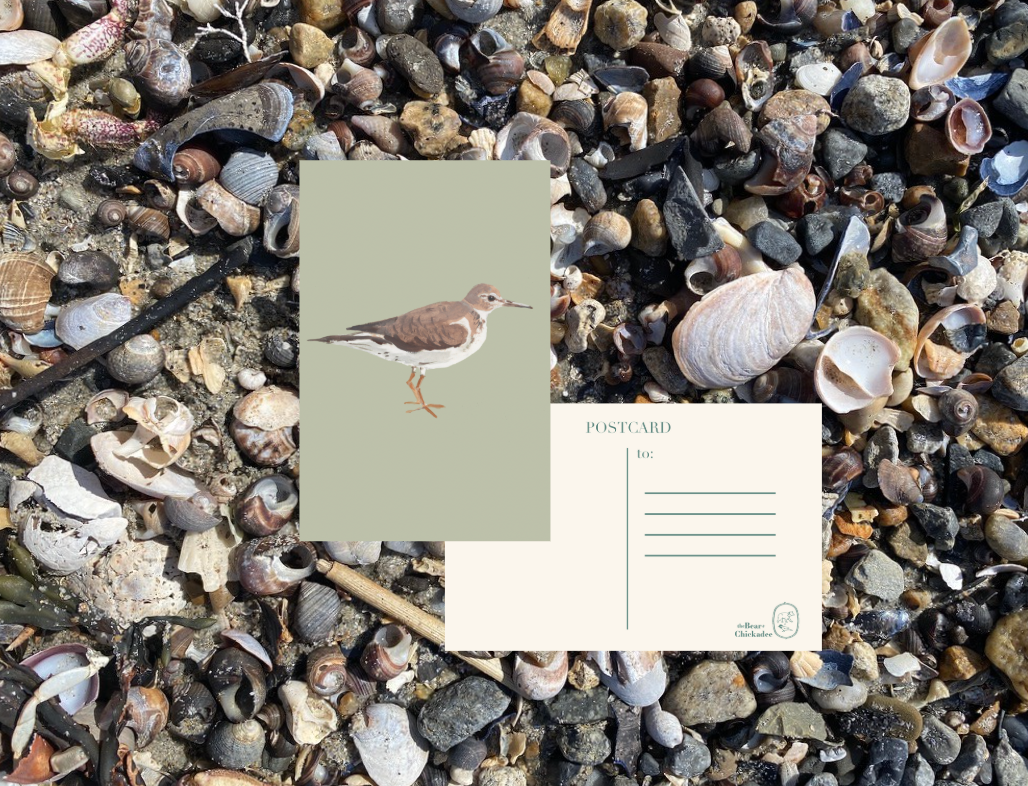 Sandpiper Post Card