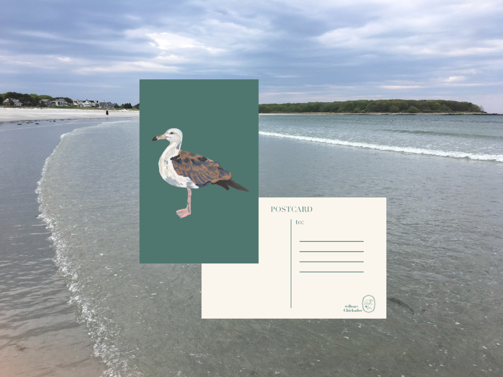 Seagull Post Card