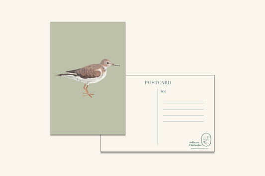 Sandpiper Post Card