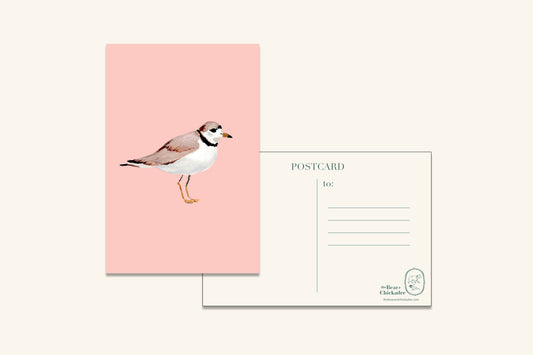 Piping Plover Post Card