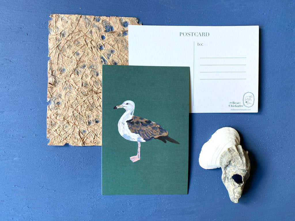 Seagull Post Card