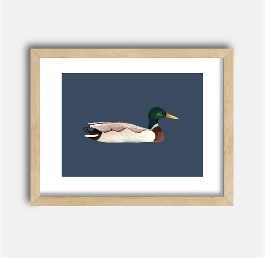 Mallard Art Print, 8.5 x 11